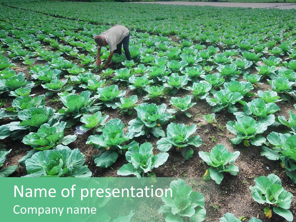 Farmer Harvest Straw PowerPoint Template