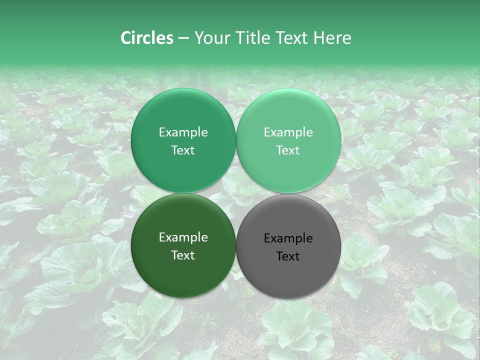 Farmer Harvest Straw PowerPoint Template