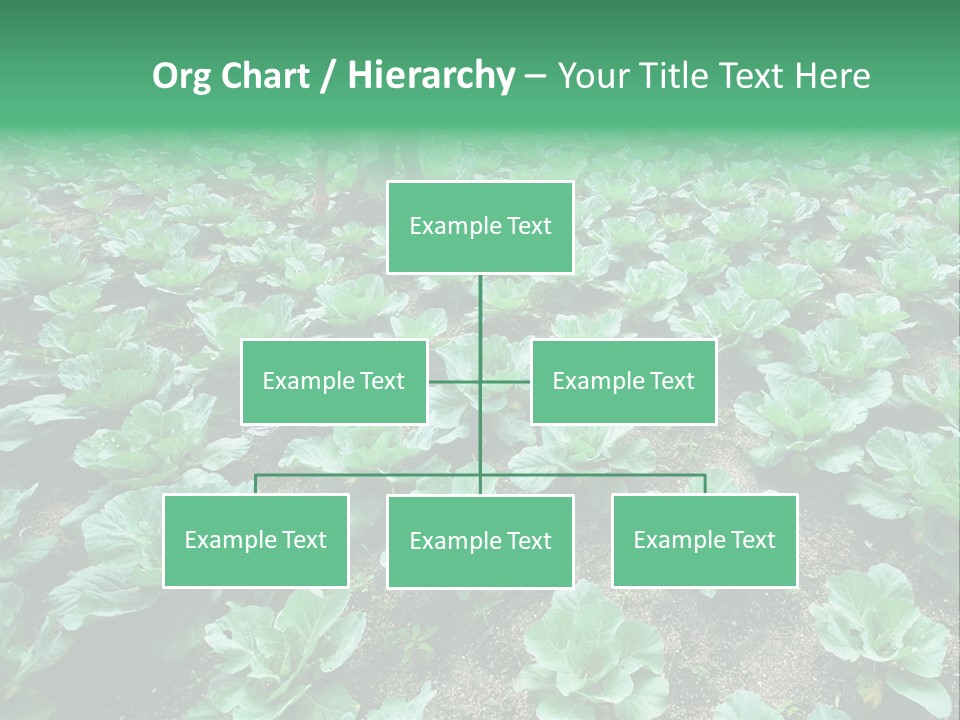 Farmer Harvest Straw PowerPoint Template