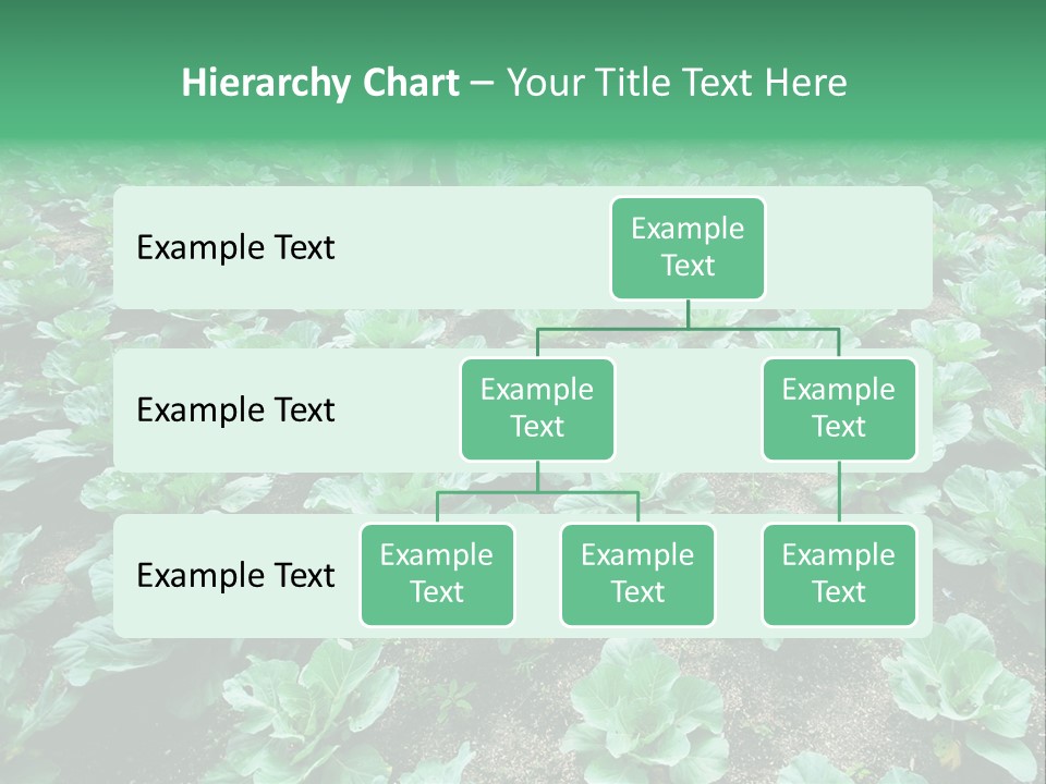 Farmer Harvest Straw PowerPoint Template
