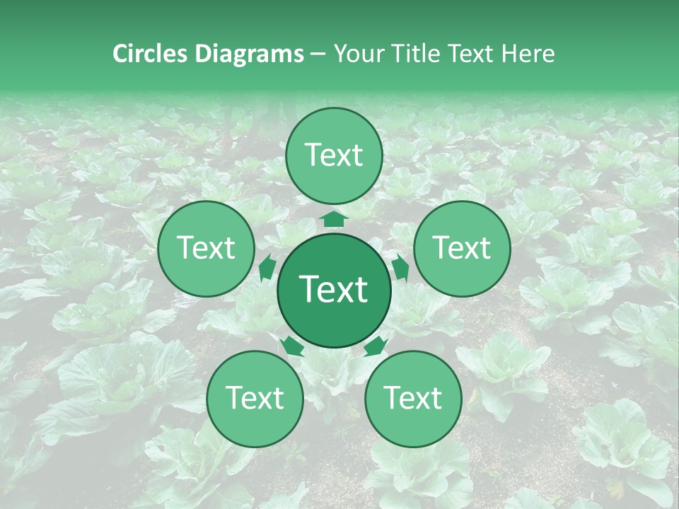 Farmer Harvest Straw PowerPoint Template