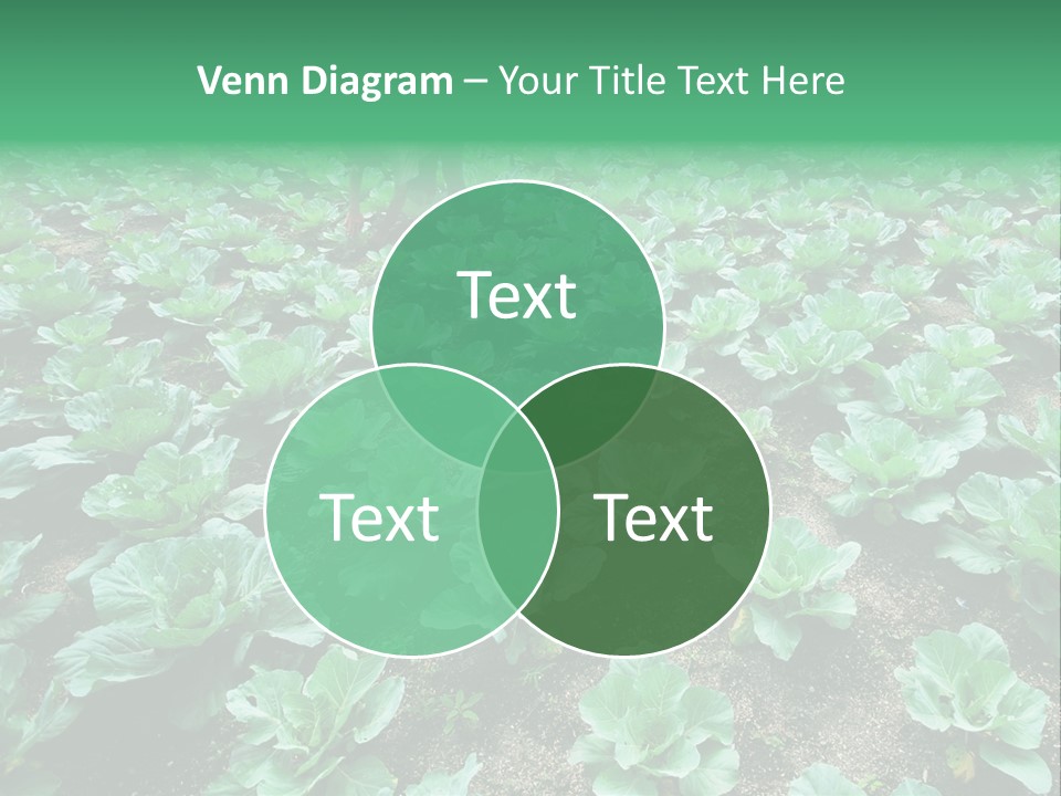 Farmer Harvest Straw PowerPoint Template