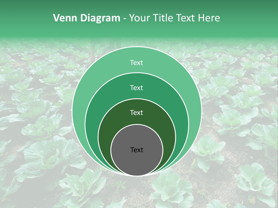 Farmer Harvest Straw PowerPoint Template