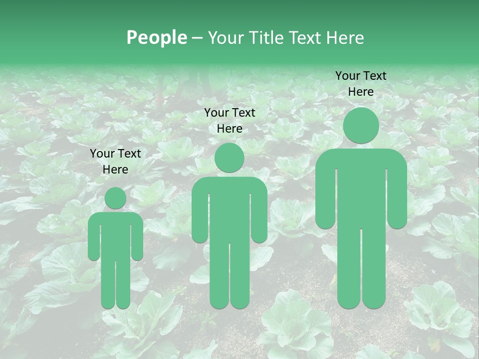 Farmer Harvest Straw PowerPoint Template