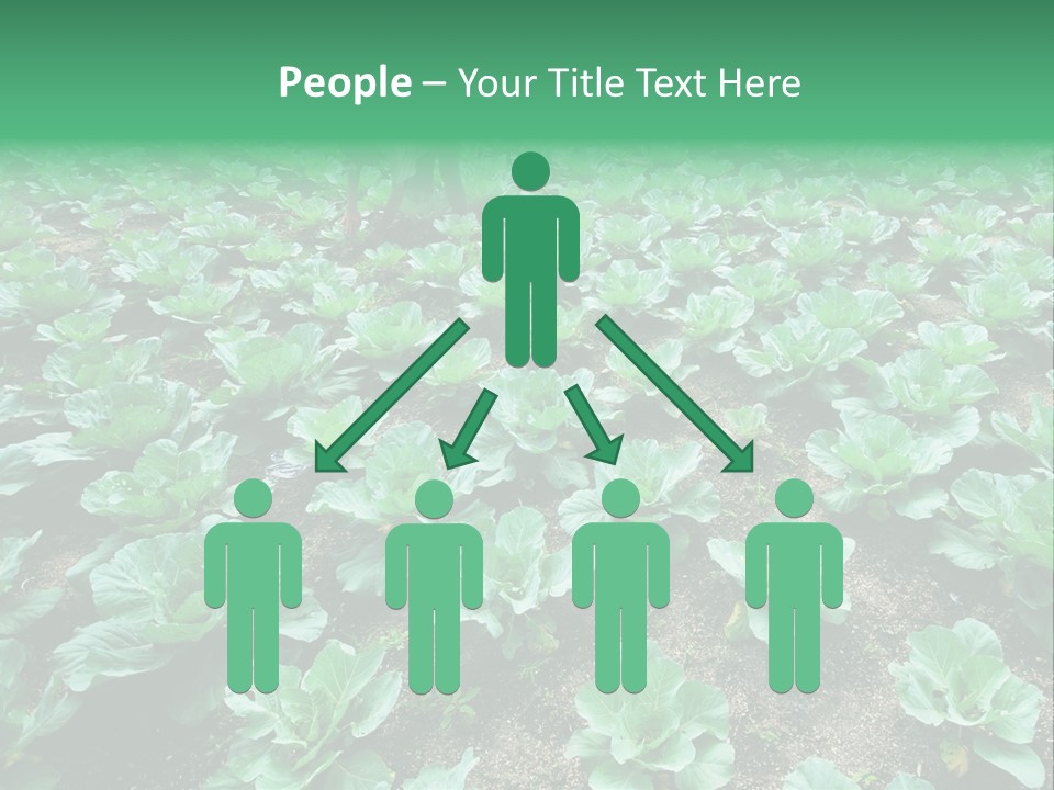 Farmer Harvest Straw PowerPoint Template