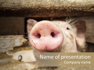 A Pig Sticking Its Head Out Of A Barn PowerPoint Template