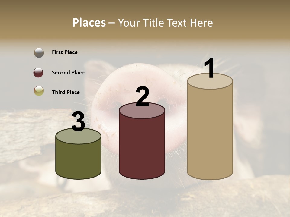 A Pig Sticking Its Head Out Of A Barn PowerPoint Template