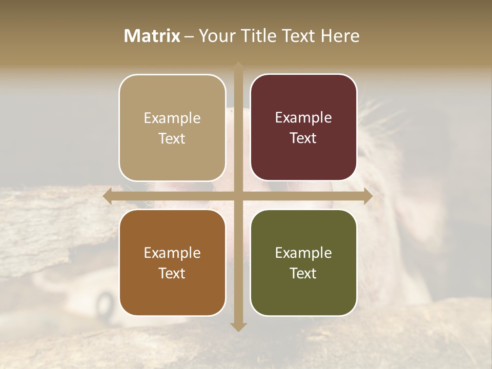 A Pig Sticking Its Head Out Of A Barn PowerPoint Template