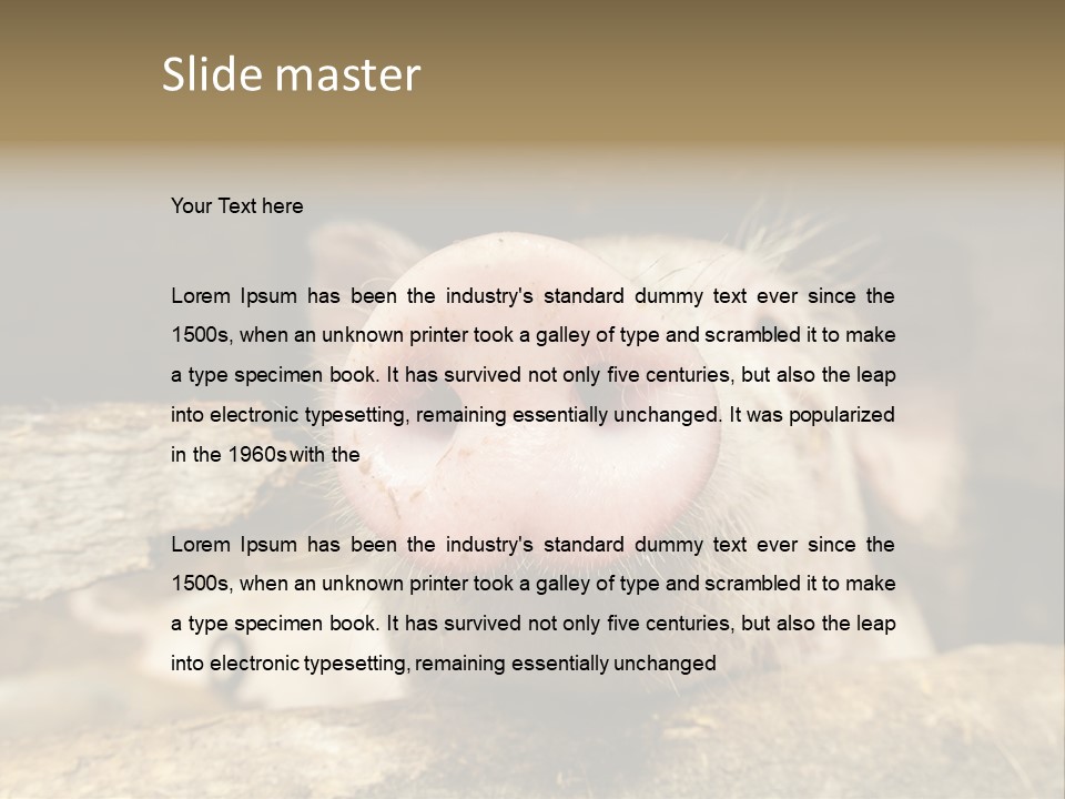 A Pig Sticking Its Head Out Of A Barn PowerPoint Template