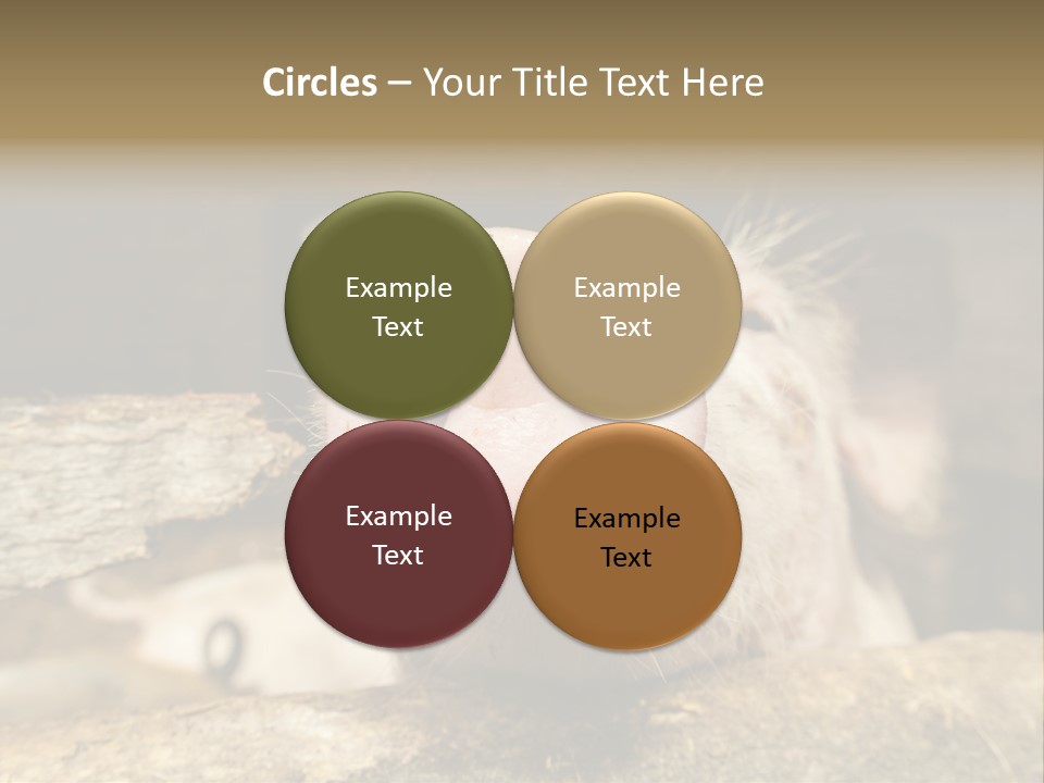 A Pig Sticking Its Head Out Of A Barn PowerPoint Template