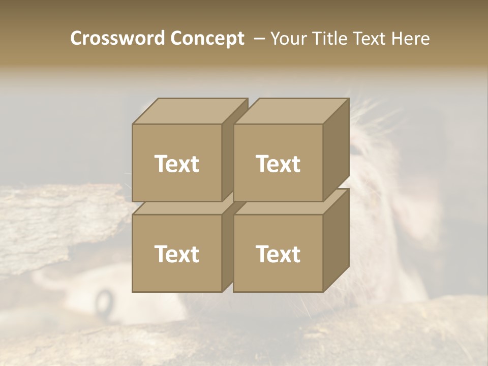 A Pig Sticking Its Head Out Of A Barn PowerPoint Template