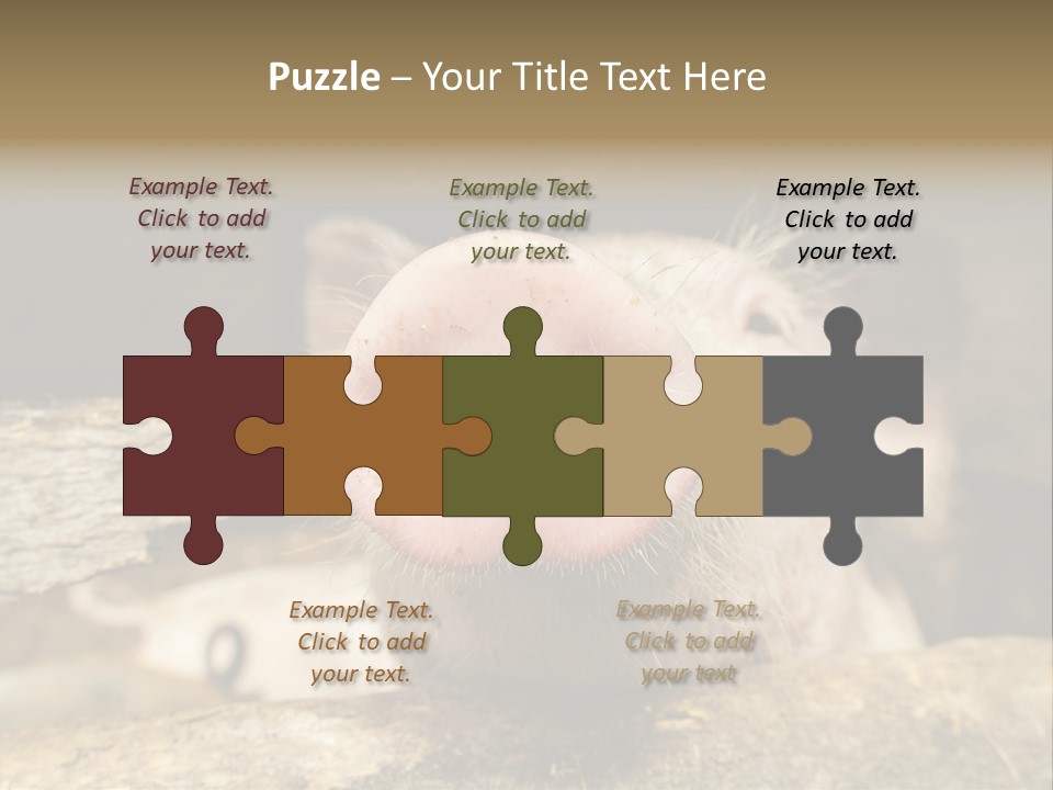 A Pig Sticking Its Head Out Of A Barn PowerPoint Template