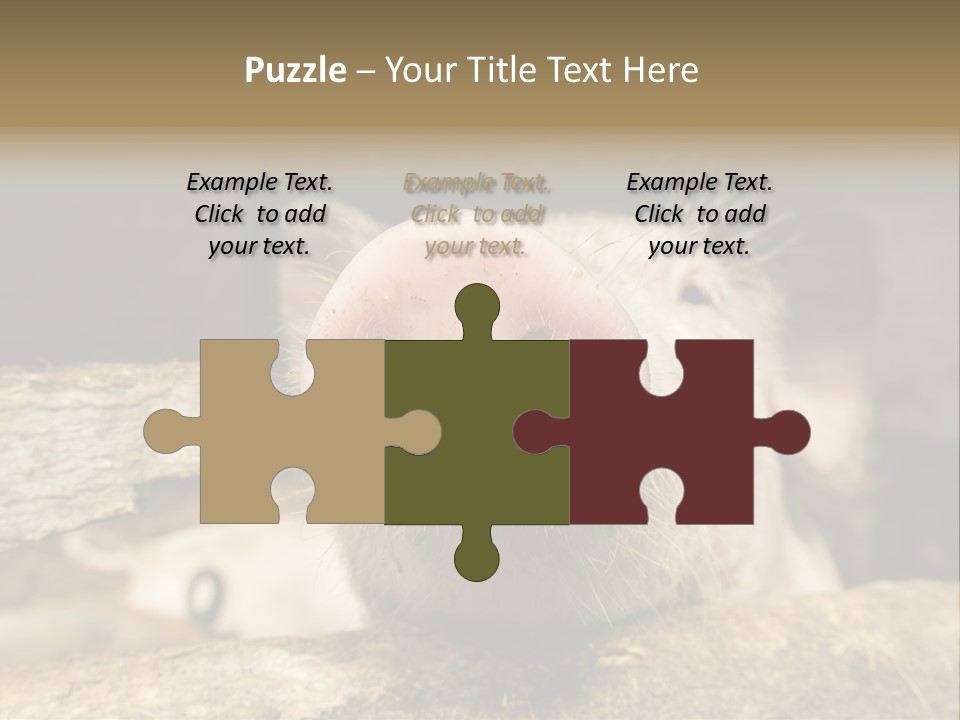 A Pig Sticking Its Head Out Of A Barn PowerPoint Template