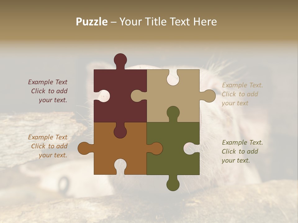 A Pig Sticking Its Head Out Of A Barn PowerPoint Template