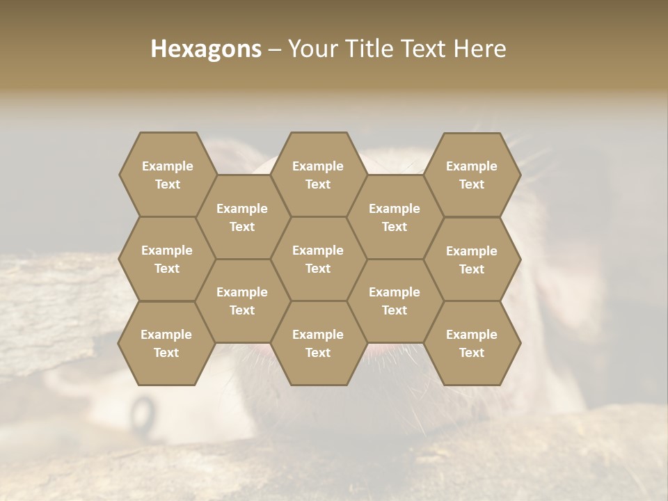 A Pig Sticking Its Head Out Of A Barn PowerPoint Template