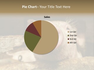 A Pig Sticking Its Head Out Of A Barn PowerPoint Template