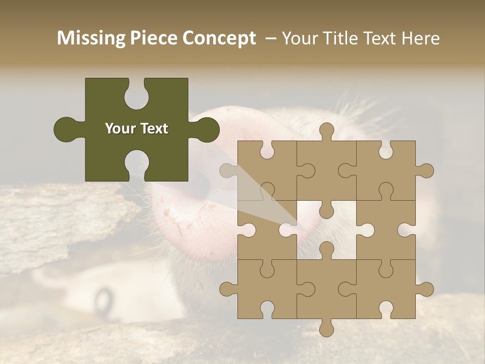 A Pig Sticking Its Head Out Of A Barn PowerPoint Template