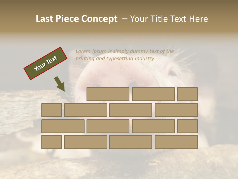 A Pig Sticking Its Head Out Of A Barn PowerPoint Template