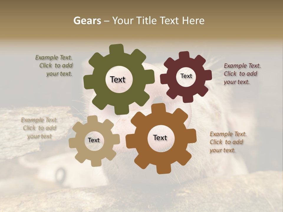 A Pig Sticking Its Head Out Of A Barn PowerPoint Template