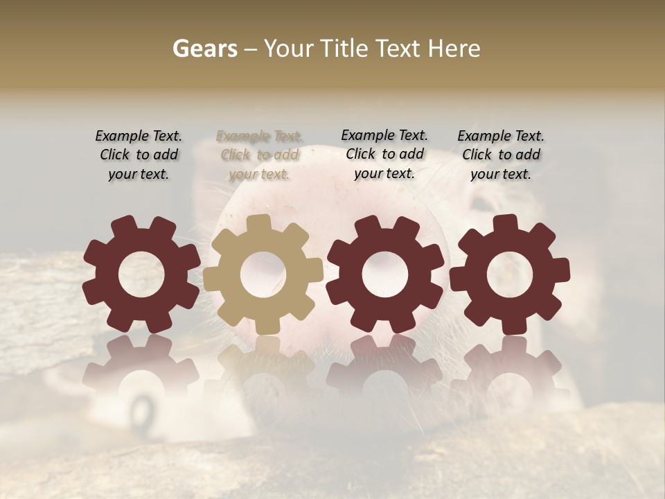 A Pig Sticking Its Head Out Of A Barn PowerPoint Template