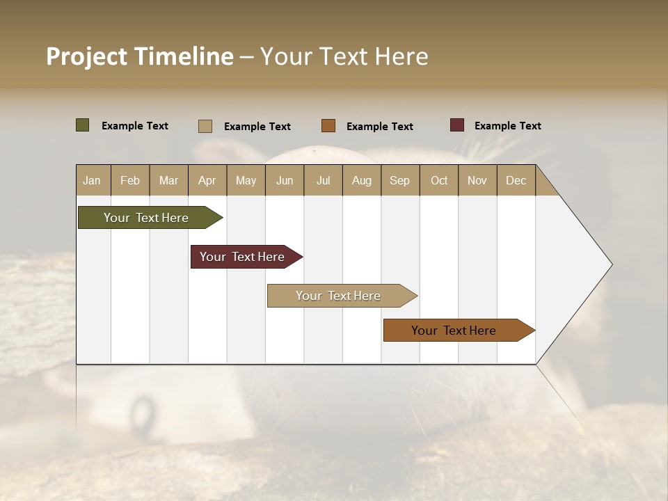 A Pig Sticking Its Head Out Of A Barn PowerPoint Template