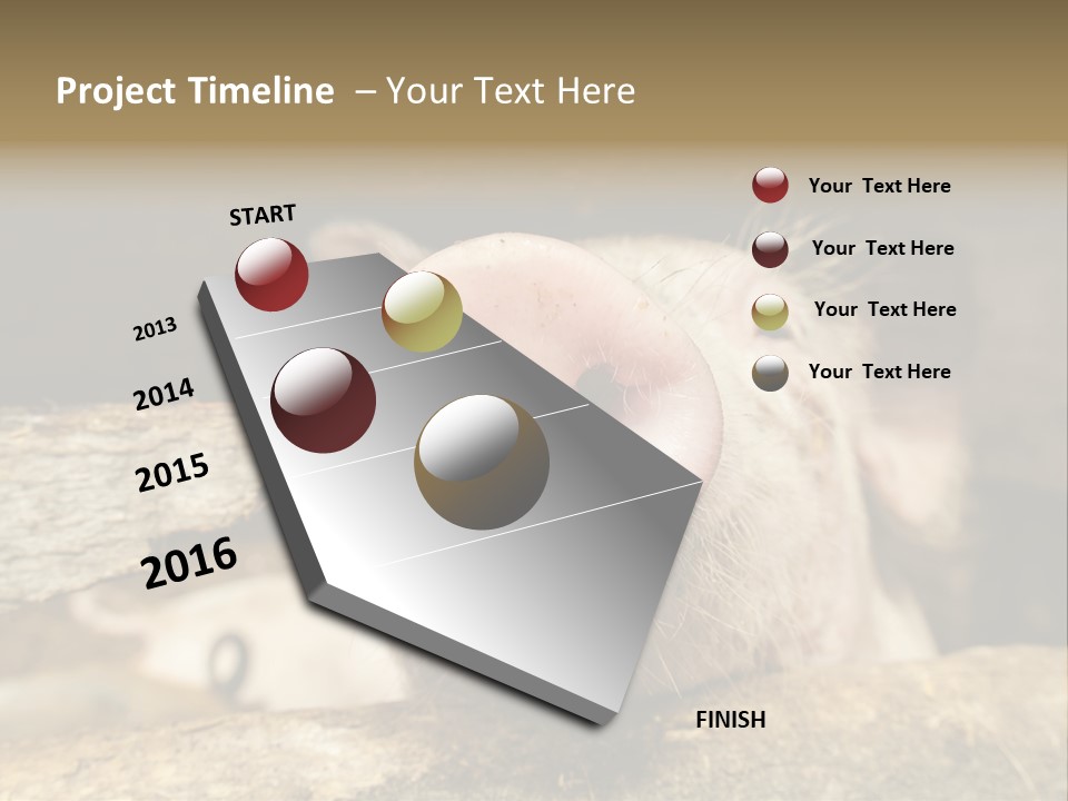 A Pig Sticking Its Head Out Of A Barn PowerPoint Template