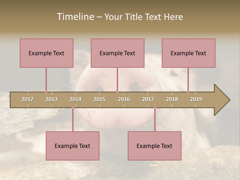 A Pig Sticking Its Head Out Of A Barn PowerPoint Template