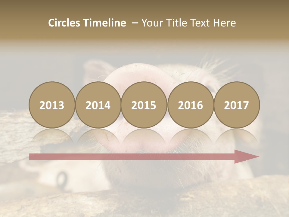 A Pig Sticking Its Head Out Of A Barn PowerPoint Template