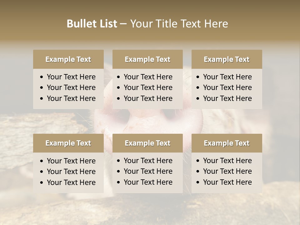 A Pig Sticking Its Head Out Of A Barn PowerPoint Template