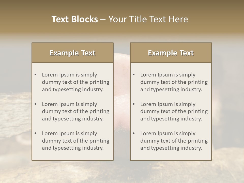 A Pig Sticking Its Head Out Of A Barn PowerPoint Template