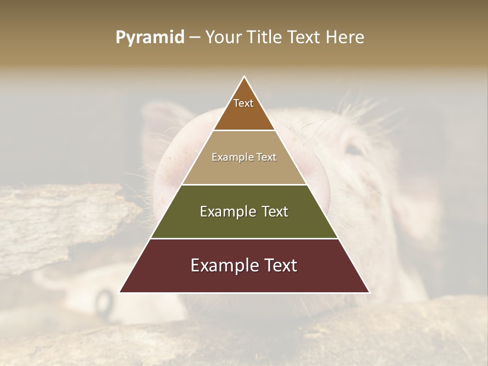 A Pig Sticking Its Head Out Of A Barn PowerPoint Template