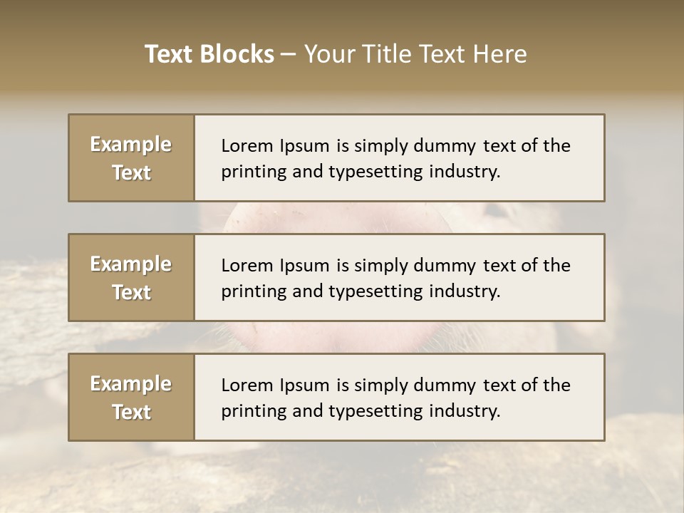 A Pig Sticking Its Head Out Of A Barn PowerPoint Template