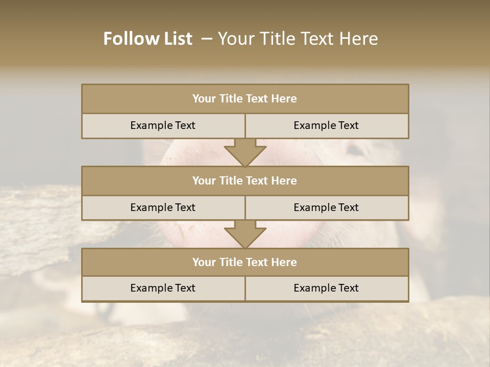 A Pig Sticking Its Head Out Of A Barn PowerPoint Template