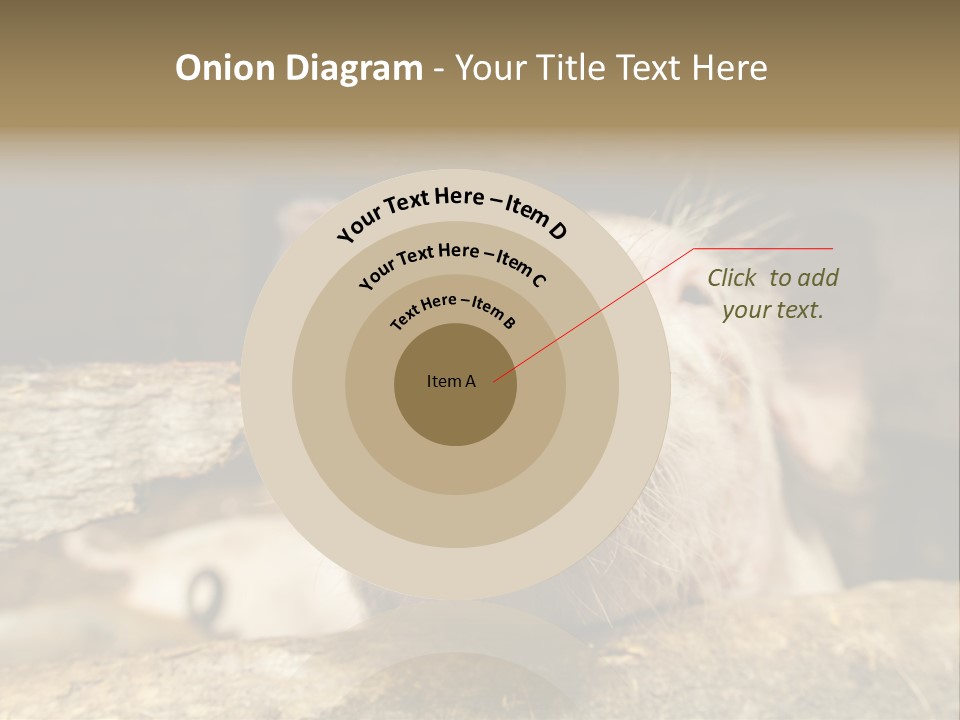 A Pig Sticking Its Head Out Of A Barn PowerPoint Template