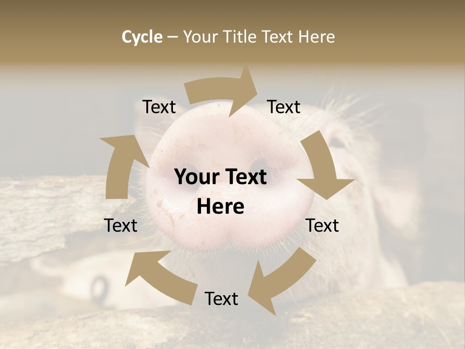 A Pig Sticking Its Head Out Of A Barn PowerPoint Template