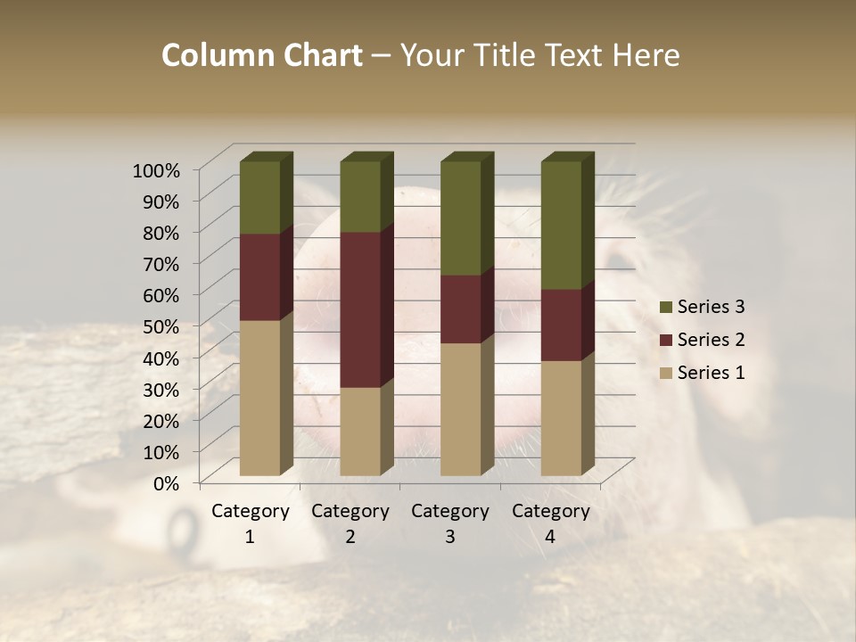 A Pig Sticking Its Head Out Of A Barn PowerPoint Template