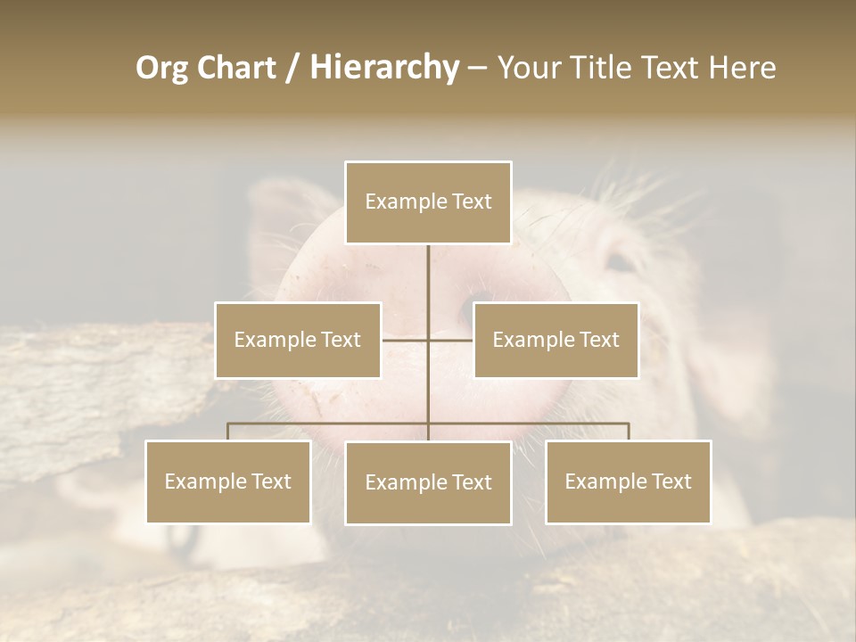 A Pig Sticking Its Head Out Of A Barn PowerPoint Template