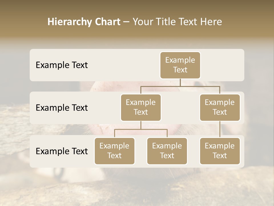 A Pig Sticking Its Head Out Of A Barn PowerPoint Template