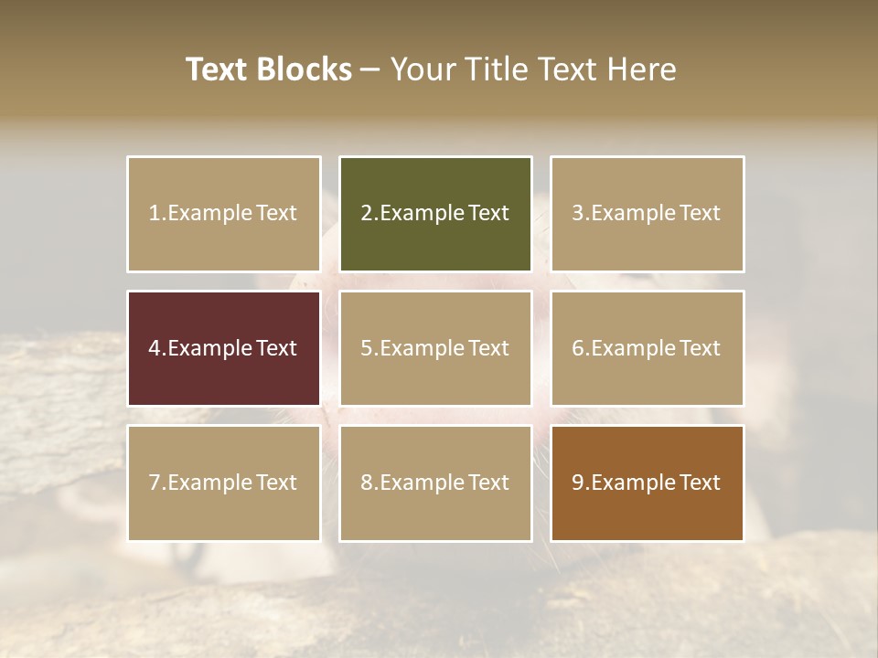 A Pig Sticking Its Head Out Of A Barn PowerPoint Template