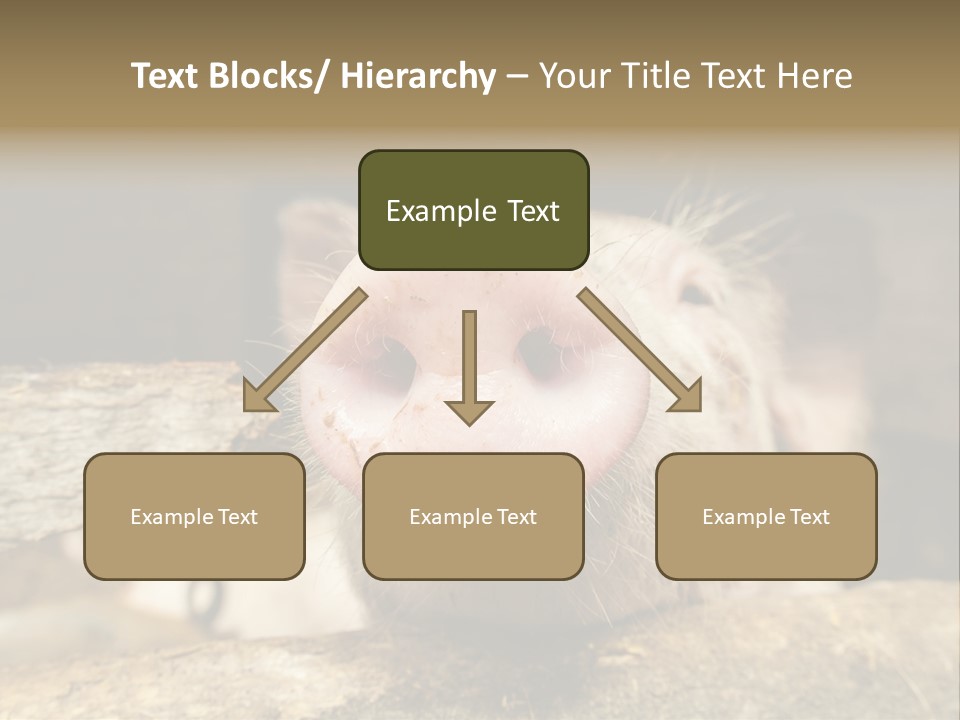 A Pig Sticking Its Head Out Of A Barn PowerPoint Template