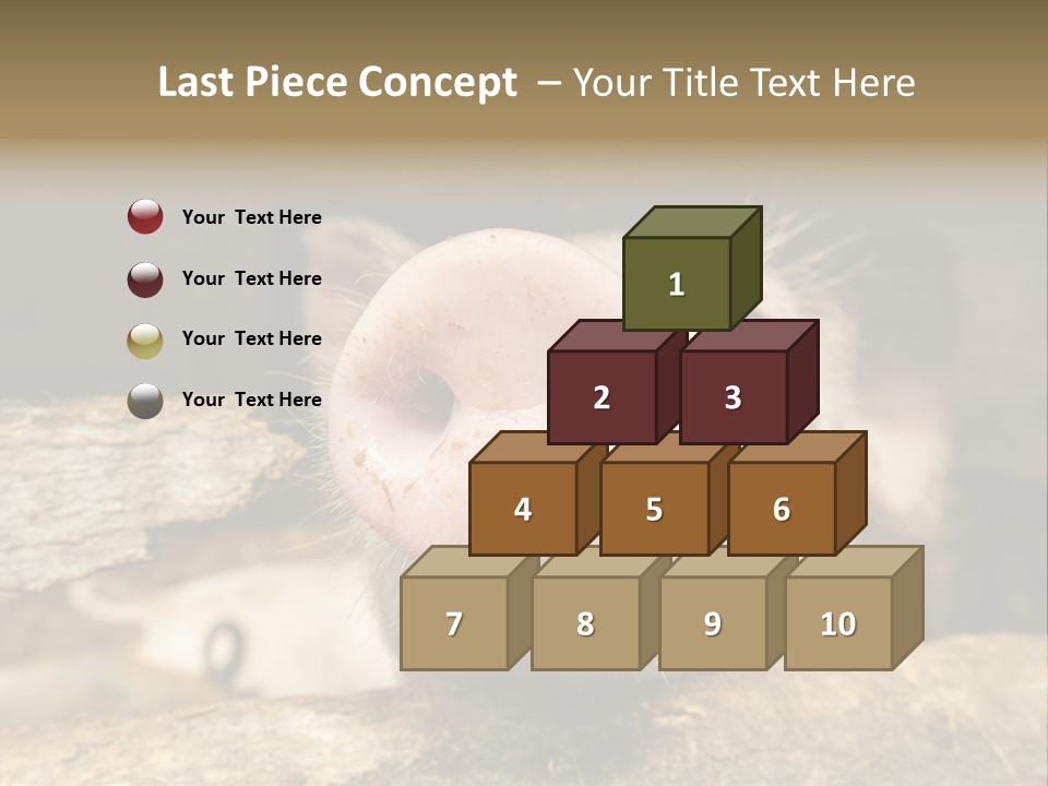 A Pig Sticking Its Head Out Of A Barn PowerPoint Template