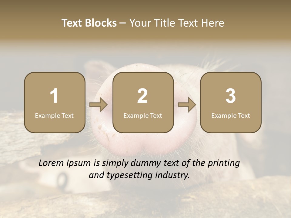 A Pig Sticking Its Head Out Of A Barn PowerPoint Template