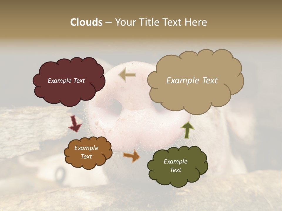 A Pig Sticking Its Head Out Of A Barn PowerPoint Template