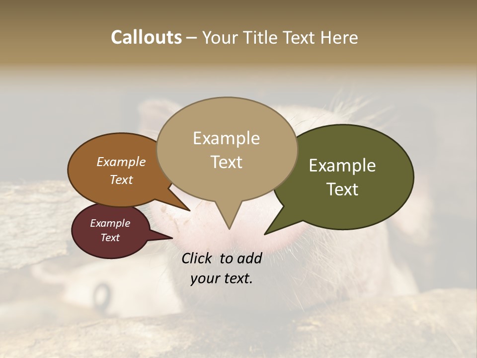 A Pig Sticking Its Head Out Of A Barn PowerPoint Template