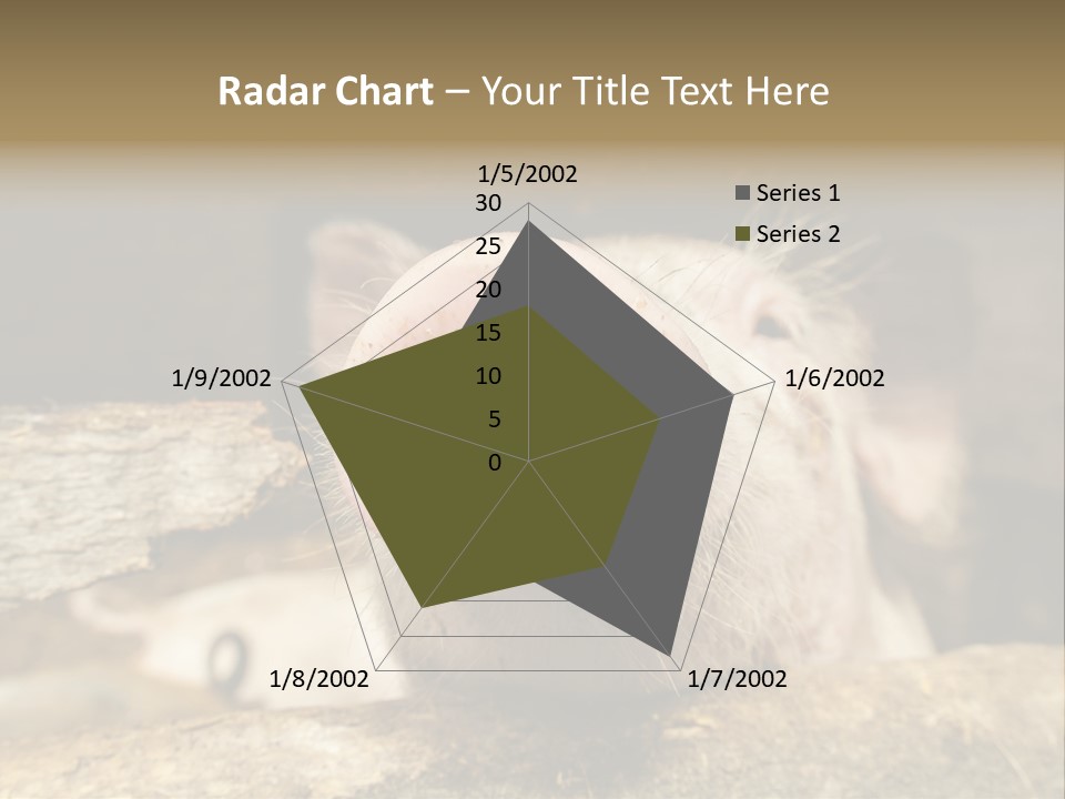 A Pig Sticking Its Head Out Of A Barn PowerPoint Template