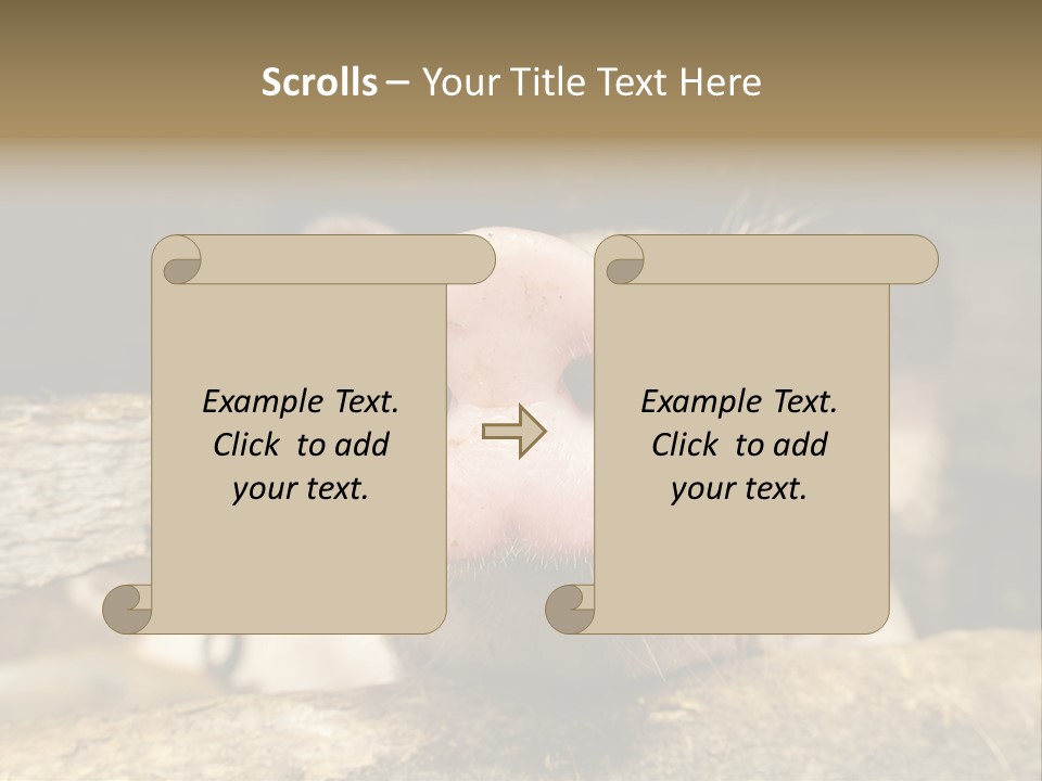A Pig Sticking Its Head Out Of A Barn PowerPoint Template