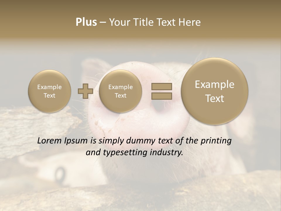 A Pig Sticking Its Head Out Of A Barn PowerPoint Template