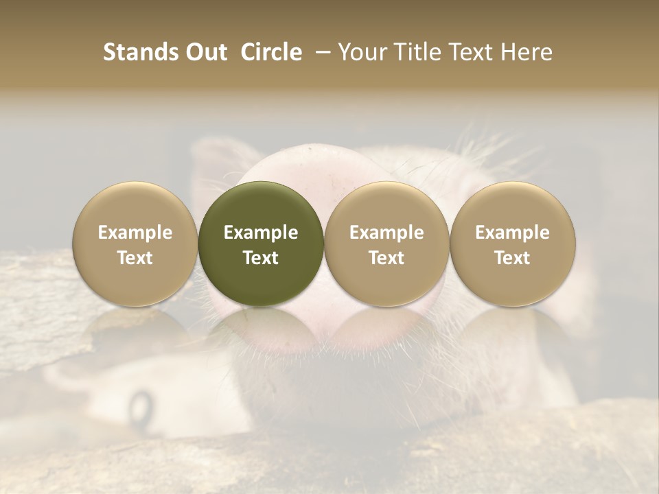 A Pig Sticking Its Head Out Of A Barn PowerPoint Template