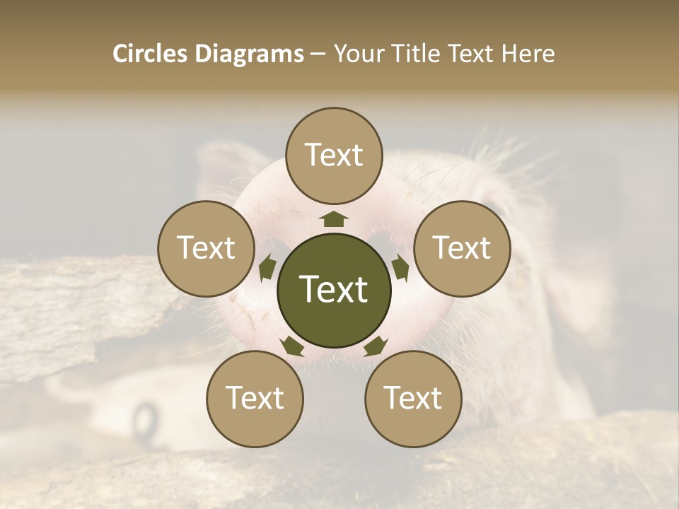 A Pig Sticking Its Head Out Of A Barn PowerPoint Template