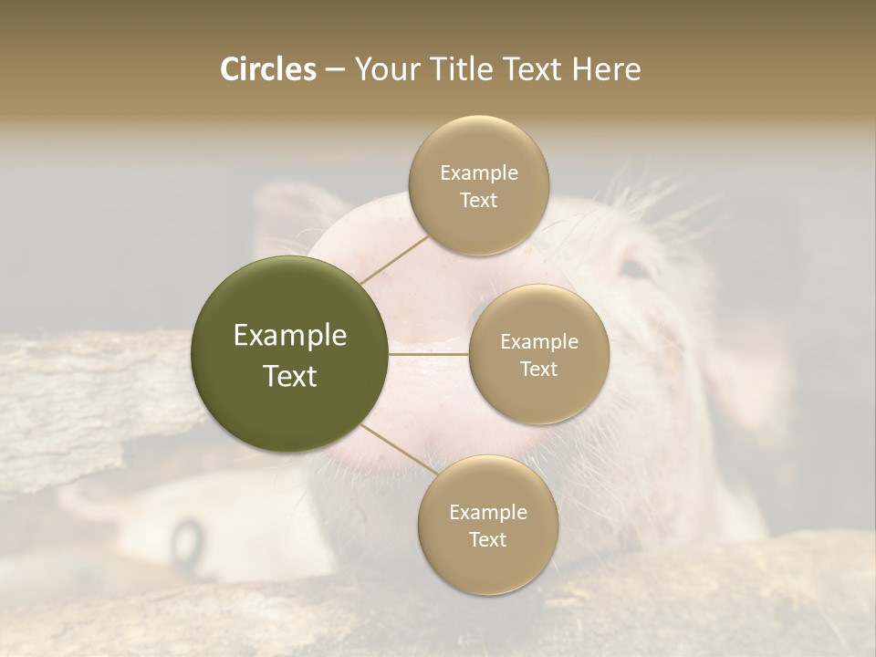 A Pig Sticking Its Head Out Of A Barn PowerPoint Template